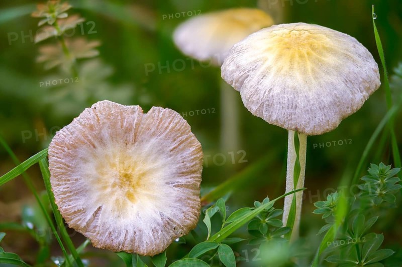 Bolbitius titubans, Bolbitius vitellinus, yellow manure mushroom, dung mushroom, fungi, fungus, mushrooms, sunny side up