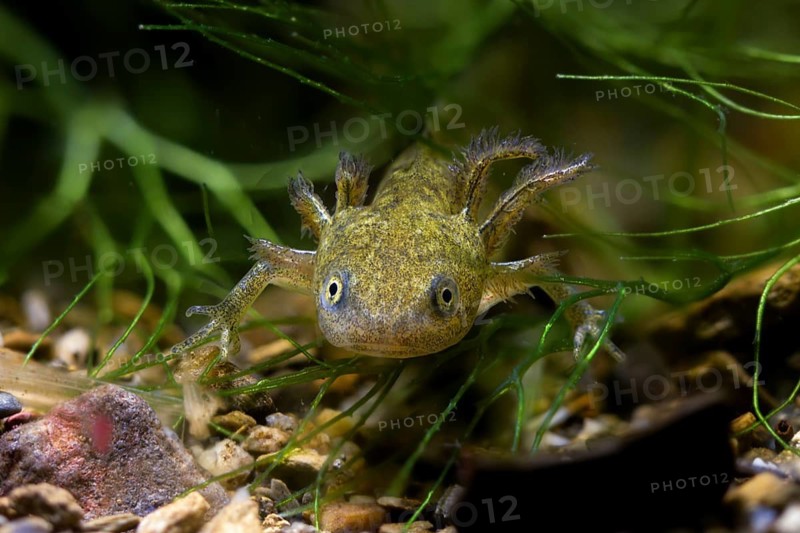 Great Crested Newt, Crested Newt, Northern Crested Newt, Triturus Cristatus, Amphibians, Amphibians, Larva, Larva, Amphibian, Northern Crested Newt, Warty Newt