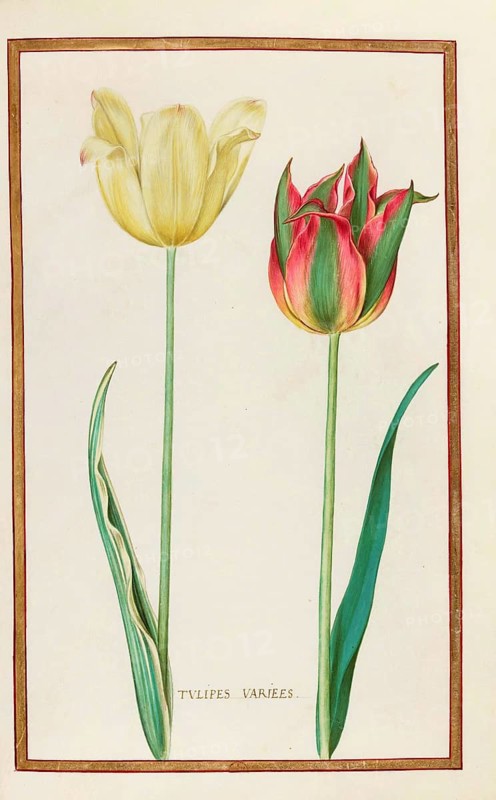 Tulips, Historical, digitally enhanced reproduction from Theatrum florae (1624) by Daniel Rabel (1578 - 1637)