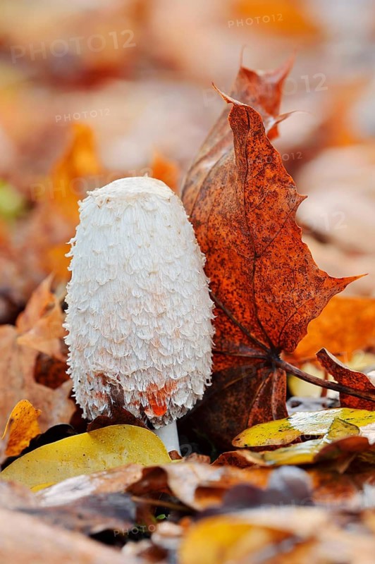 Shaggy ink cap (Coprinus comatus) amongst autumn leaves, North Rhine-Westphalia, Germany