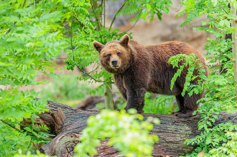 A female brown bear (Ursus arctos arctos) stands on a tree trunk in dense vegetation in hilly terrain. Transylvania, Romania