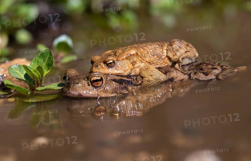 Bufo bufo, common toad, toad, amphibians, amphibians, early spawning season, amphibians, mating season, spring