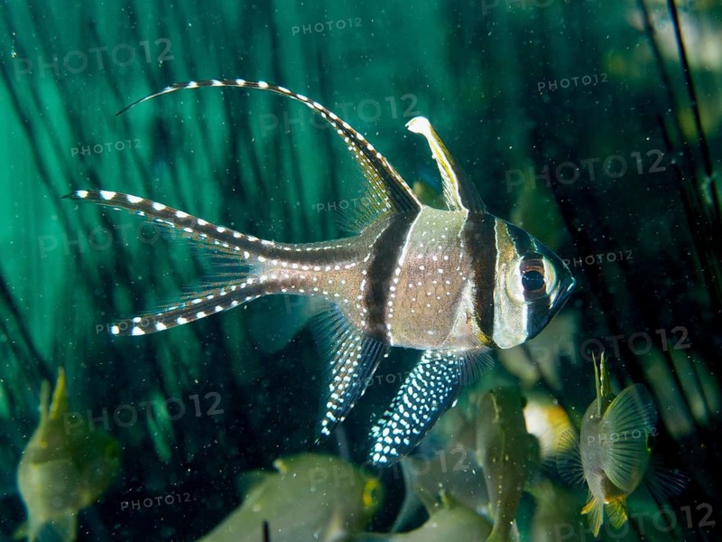 A Banggai cardinalfish (Pterapogon kauderni) seeks shelter amongst the spines of Diadem sea urchins (Diadema setosum), Secret Bay dive site, Gilimanuk, Bali, Indonesia
