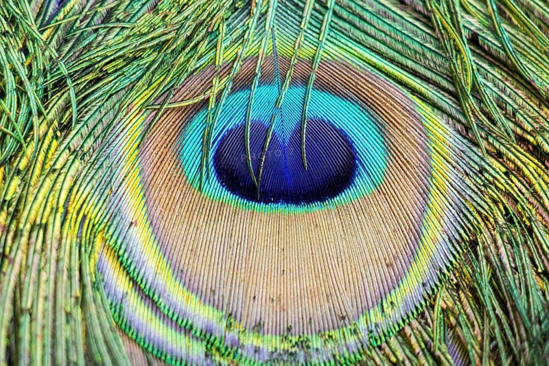 A peacock struts through the La Reserva nature park Park, La Reserva Park, Majorca, Spain