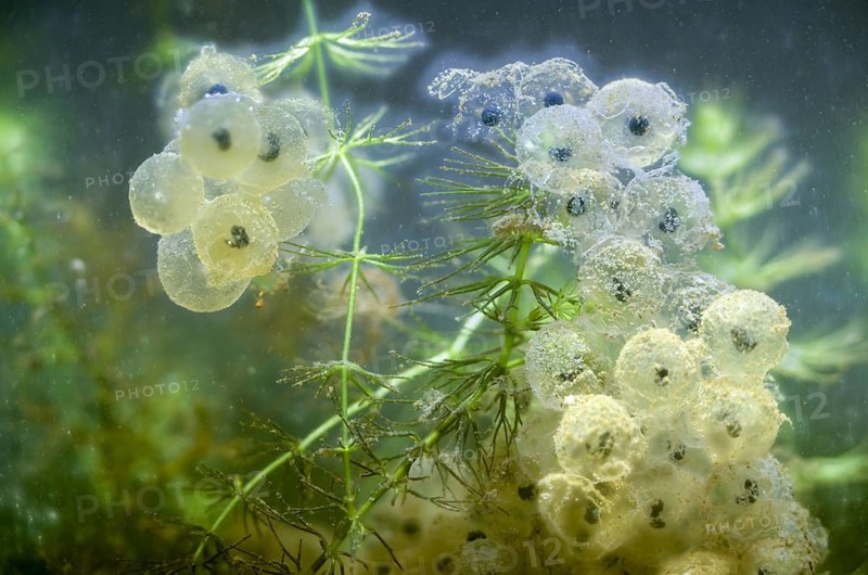 Common frog, common frog, rana temporaria, amphibians, amphibians, frog, frogs, spawn, spawning ball, amphibian, spawn, spawn