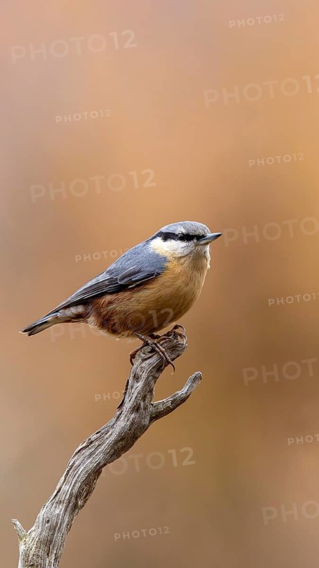 A bird is perched on a branch against a warm, blurred background, a nuthatch (Sitta europaea) perched on a branch, wildlife, animals, birds, Baden-Württemberg, Germany