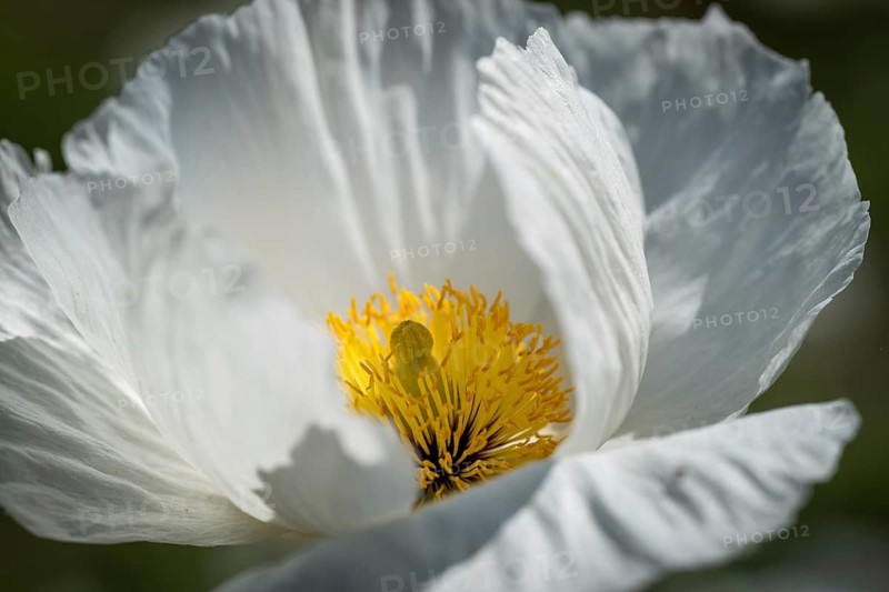 Wood poppy (Papaver cambricum), Chelsea Physic Garden, historic botanical garden, the oldest botanical garden in London, founded in 1673 by the Worshipful Society of Apothecaries, Chelsea, England, United Kingdom