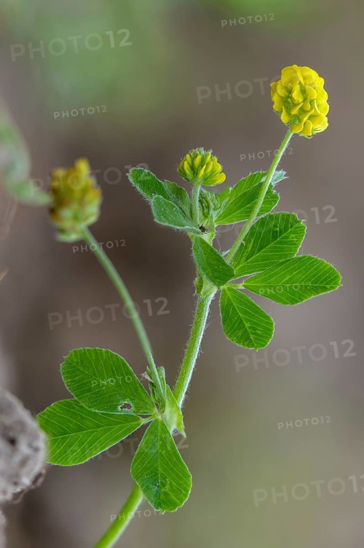 Black medick, fabaceae, yellow clover, hop alfalfa, hop snail clover, hop clover, Medicago lupulina, butterflies, cedar clover, flora, high size, portrait format, plants