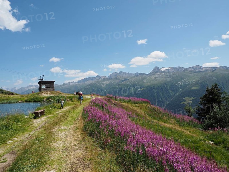 Path alongside flowers, blooming sally (Epilobium angustifolium), with a mountain panorama beneath a brilliant blue sky dotted with clouds, Bellwald, Goms, Canton of Valais, Switzerland