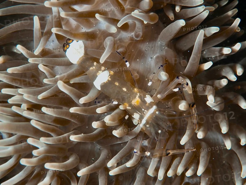 A peacock-eyed anemone shrimp (Ancylocaris brevicarpalis) nestled amongst a beige sea anemone creates a harmonious underwater scene, dive site: Secret Bay, Gilimanuk, Bali, Indonesia