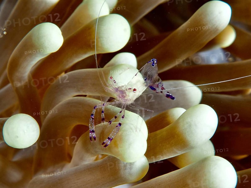 Saravati anemone shrimp (Ancylomenes sarasvati) with purple markings on a pale sea anemone, Prapat dive site, Penyapangan, Bali, Indonesia