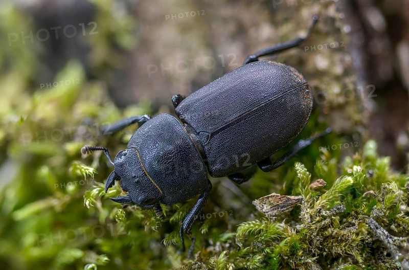 Beetle beetle, dorcus parallelipipedus, lesser stag beetle, beetle, coleoptera, insects, beetles
