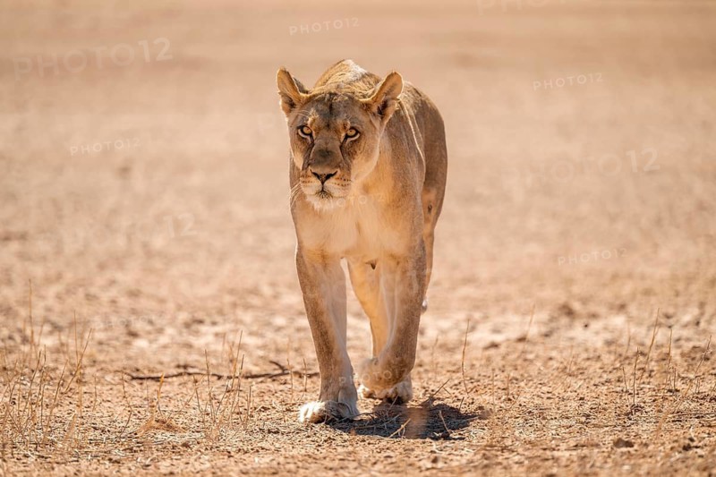 Lioness (Panthera leo) walking towards camera, Kgalagadi Transfrontier National Park, Northern Cape, South Africa