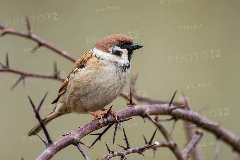 Tree Sparrow, Passer Montanus, Sparrow, Tree Sparrow, Birds, Passeri, Songbirds, Sparrow, Sparrow, Sparrow, Sparrow, Sparrow, Birds
