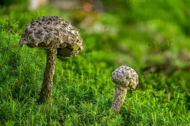 Black scaly bolete, Strobilomyces floccopus, Strobilomyces strobilaceus, strubble head, strubble head apprentice, the old man of the woods, fungi, fungus, mushrooms