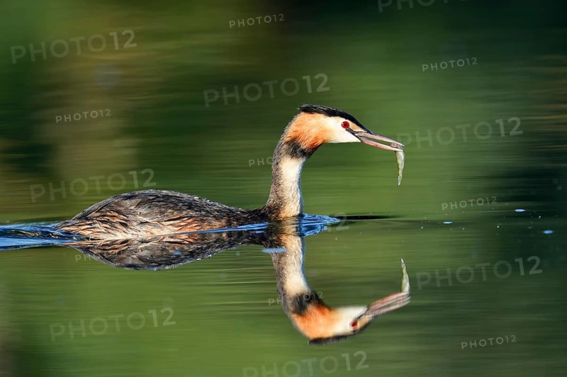 Great Crested Grebe (Podiceps cristatus) with a fish in its beak, North Rhine-Westphalia, Germany