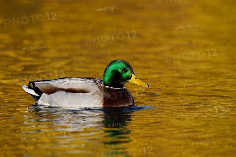 Mallard (Anas platyrhynchos), male duck swimming, North Rhine-Westphalia, Germany