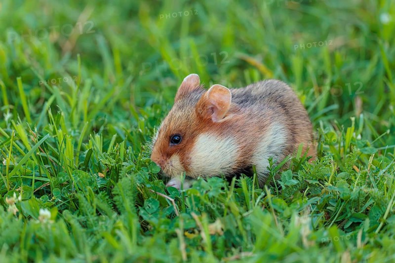 A European hamster (Cricetus cricetus) collects herbs, grass and blossoms in a green meadow. Vienna, Austria