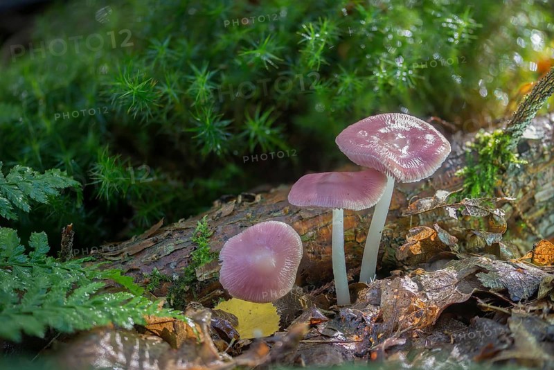 Agaricus purus, common radish helmet, gymnopus purus, purple radish helmet, mycena pura, prunulus purus, radish helmet, fungi, fungus, lilac bonnet, mushrooms