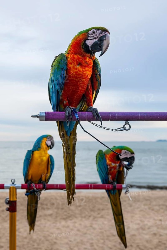 Catalina Ara (Catalina Macaw) parrot, Jomtien, Thailand
