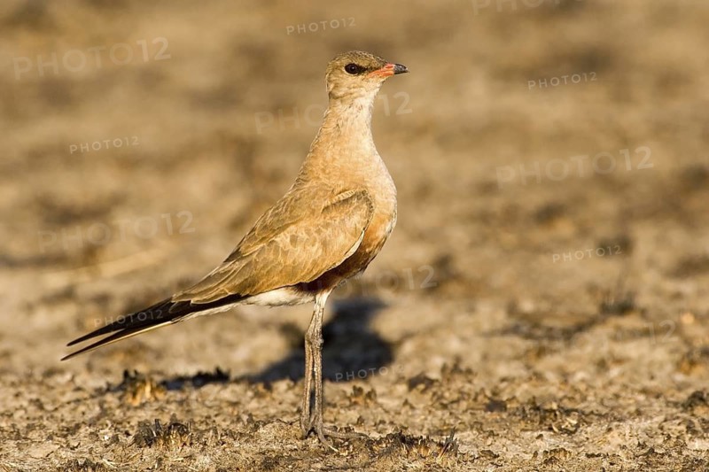 Australian Pratincole (Stiltia isabella), Western Australia, Australia