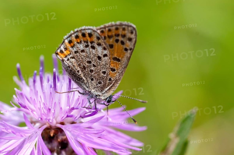 Moth, small moth, Lycaena phlaeas, small copper, butterfly, insects, butterfly, butterflies