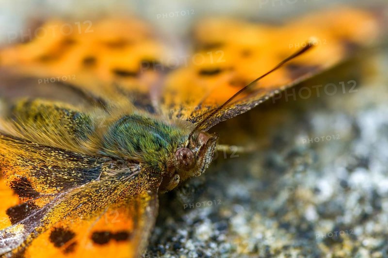 C-butterfly, comma butterfly, nymphalis c-album, polygonia c-album, butterfly, insects, butterflies, butterflies