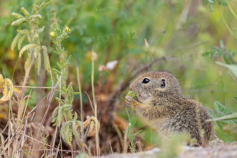 A young European ground squirrel (Spermophilus citellus) eats seats, leaves and flowers in a green meadow with tall vegetation on a cloudy day. Austria