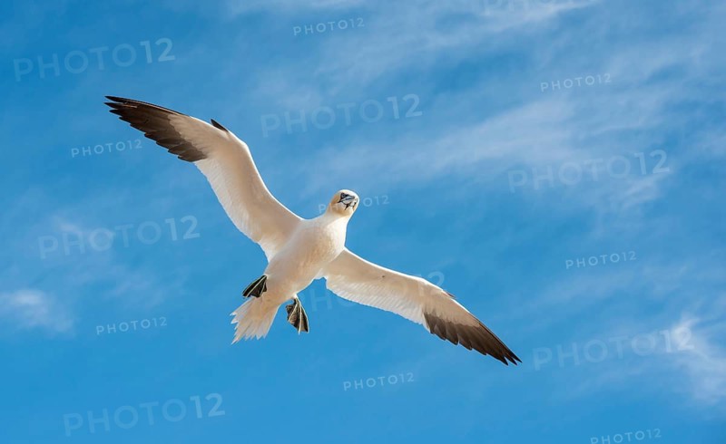 Northern Gannet (Morus bassanus) (Syn. Sula bassana) flying high with outstretched wings, blue sky with wispy clouds, cirrus clouds, wings spread wide, head tilted downwards, looking down, bird's-eye view, from below, large wingspan, sunny, summer, July, freedom, adult, dynamism, tranquil scene, portrait, Heligoland, North Sea, Pinneberg district, Schleswig-Holstein, Germany