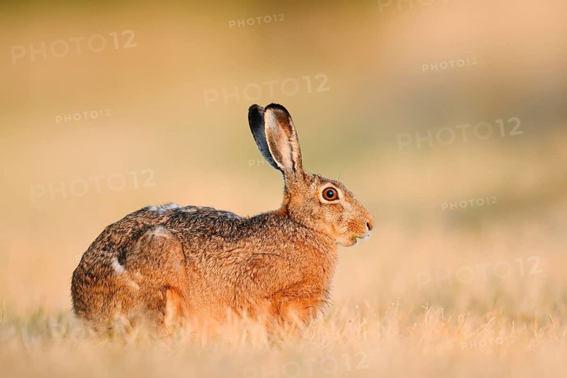 A brown hare (Lepus europaeus) sits in a parched meadow, North Rhine-Westphalia, Germany