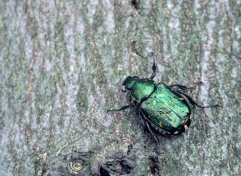 Leaf horn beetle, cetoniinae, gnorimus nobilis, green black beetle, rose beetle, scarabaeidae, beetle, coleoptera, insects, beetles, noble chafers