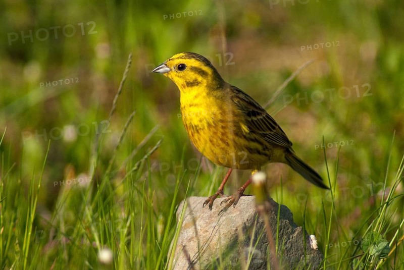 Emberiza citrinella, goldammer, yellowhammer, birds, male, passeri, songbirds, birds