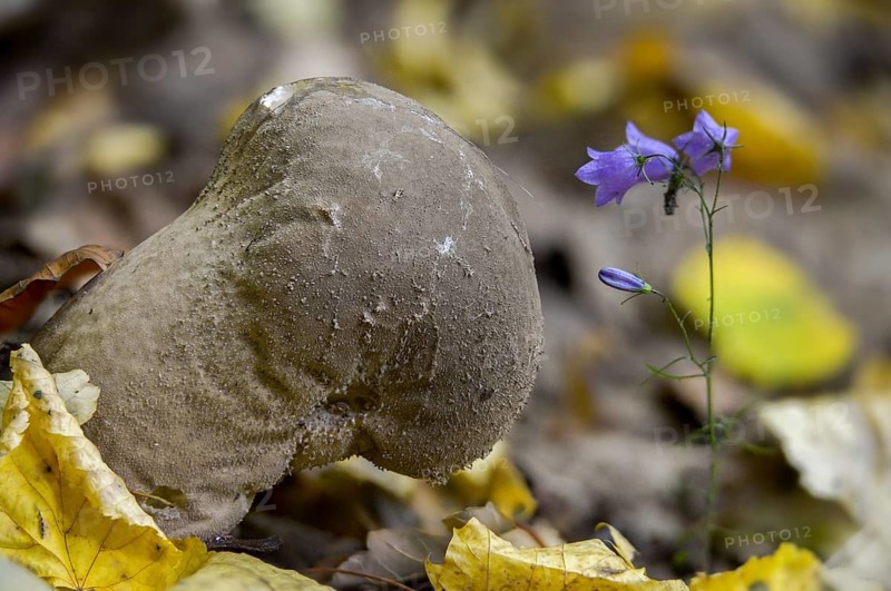 Sacred spore dust, calvatia excipuliformis, large dust, lycoperdone excipuliform, sackbovist, fungi, fungus, long-stemmed puffball, pestle puffball, mushrooms