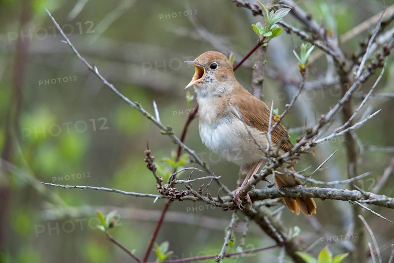 Brandenburg, Germany, Luscinia megarhynchos, Nabu project, nightingale, national natural heritage, natural paradise Grünhaus, nightingale, post-mining landscape, birds, song, green house, passeri, singing, songbirds, birds