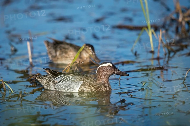 Anas Querquedula, Garganey, Granelli, Italy, crisp duck, Pantano Cuba lagoon, Pantani Cuba and Longarini, spatula querquedula, migratory bird sanctuary, Pantani Cuba & Longarini migratory bird sanctuary, Anatidae, birds, ducks, duck birds, drake, female, Italy, male, male, Sicily, foundation pro biodiversity, birds, water birds, waterbirds, female