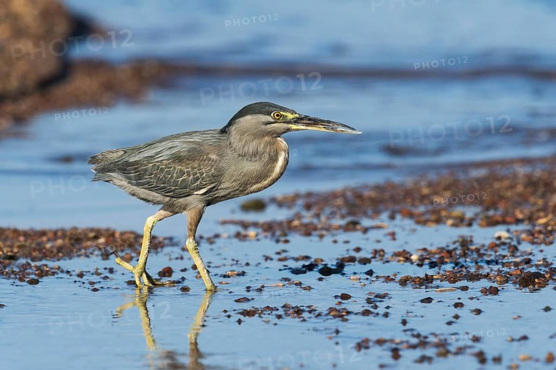 Striated Heron (Butorides striata) hunting, Eilat, Israel