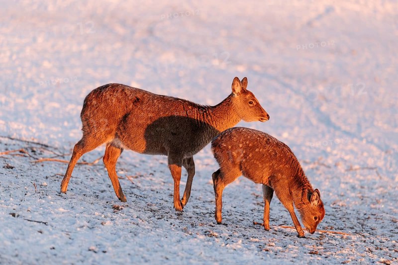A female Dybowski deer (Cervus nippon hortulorum) and her young stand in a snow-covered meadow at sunrise. China, Taiwan, SE-Siberia, Korea, Japan, Vietnam