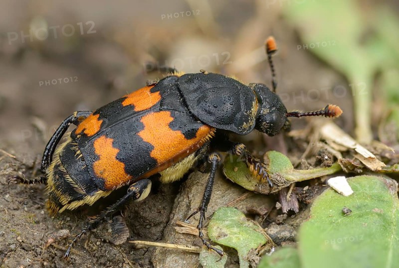 Common Burying Beetle, Common Gravedigger, Nicrophorus Vespillo, Beetle, Coleoptera, Insects, Beetles