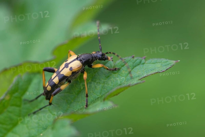 Black and yellow longhorn beetle, cerambycidae, spotted larbock, harlequin longhorn, leptura maculata, rutpela maculata, strangalia maculata, beetle, longhorn beetle, coleoptera, insects, beetles