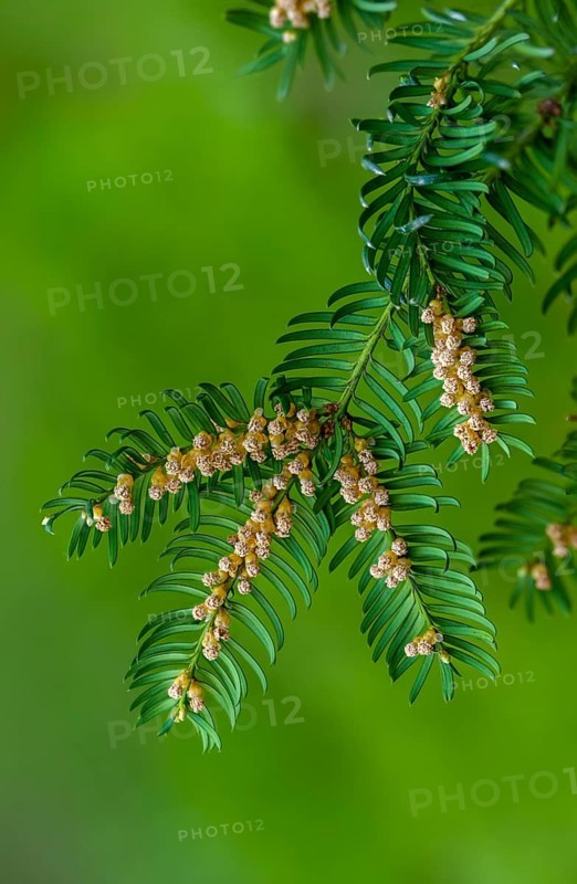 Yew, yew, European yew, taxaceae, taxus baccata, blossom, flower, flora, high size, portrait, male flowers, plants, plants, yew