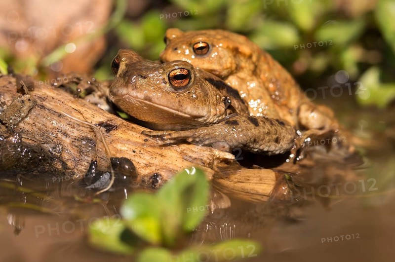 Bufo bufo, common toad, toad, amphibians, amphibians, early spawning season, amphibians, mating season, spring