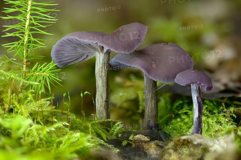 Amethyst deceiver, blue lacquer funnel, laccaria amethystea, purple lacquer mushroom, purple lacquer funnel, fungi, fungi, mushrooms