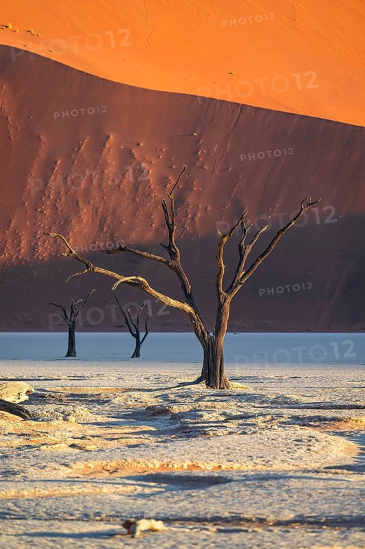 Dead camel thorn trees (Vachellia erioloba), red sand dunes, white salt pan, Dead Vlei, Sossusvlei, Namib Desert, Namib-Naukluft Park, Namibia