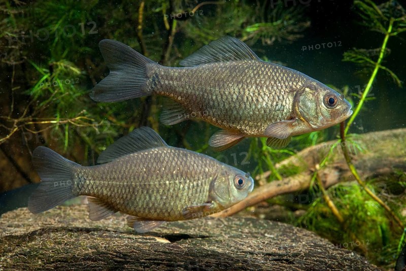 Carassius carp, crucian carp, cobbler carp, fish, fishes, pisces