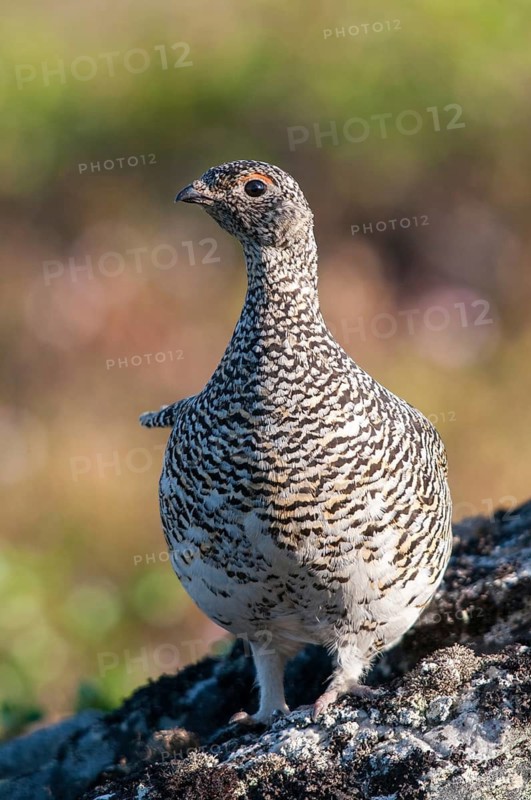 Alpine ptarmigan, Finland, Lagopus muta, Lagopus mutus, ptarmigan, birds, chickens, female, galliformes, high size, portrait format, chicken, chicken birds, grouse grouse, rock ptarmigan, tetraonidae, birds