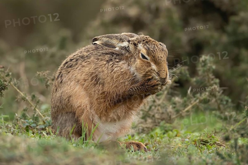 European brown hare (Lepus europaeus) adult animal washing its face in grassland, England, United Kingdom