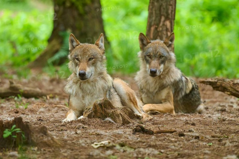 Two wolves are relaxing in the shade of the trees in the forest, summer, wolf (Canis lupus), Germany