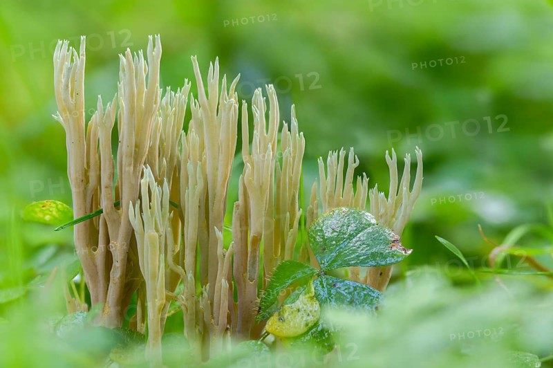 Clavaria apiculata, clavaria densissima, clavariella apiculata, green-tipped coral fungus, green-pointed coral, coral, ramaria apiculata, pointed coral, turquoise-pointed coral, fungi, fungi, mushrooms