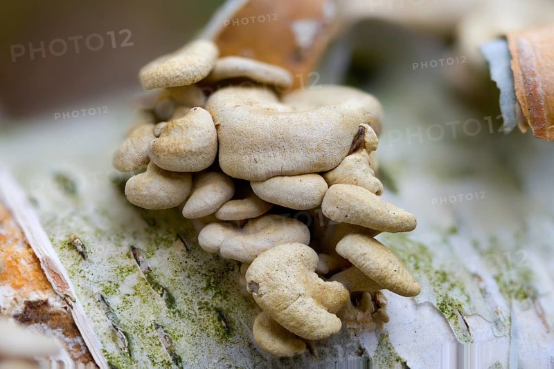 Astringent panus, bitter oyster, bitter mussel mushroom, bitter-sharp dwarf ball, oak dwarf ball, tart dwarf ball, luminescent panellus, panellus stipticus, panellus stypticus, stiptic fungus, fungi, fungus, mushrooms