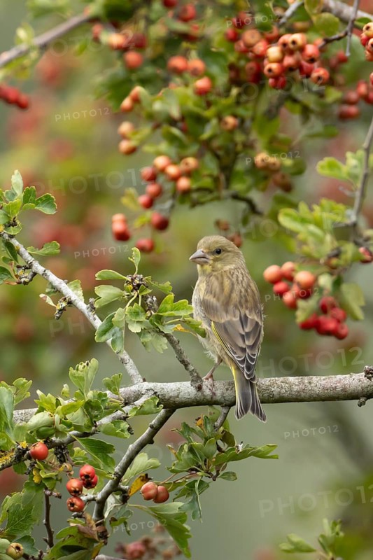 European greenfinch (Chloris chloris) adult bird in a Hawthorn hedgerow with red berries in summer, England, United Kingdom